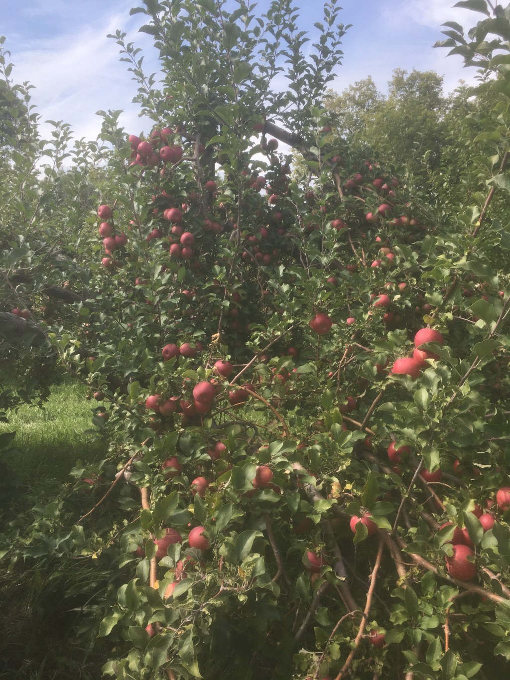 As American as the Good Ole&nbsp;Apple!